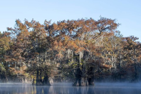 Bald cypresses