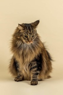 Norwegian Forestcat