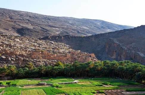 Oasis