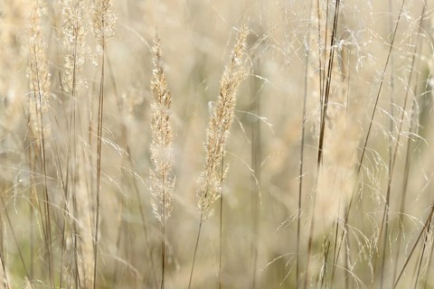 Small reeds