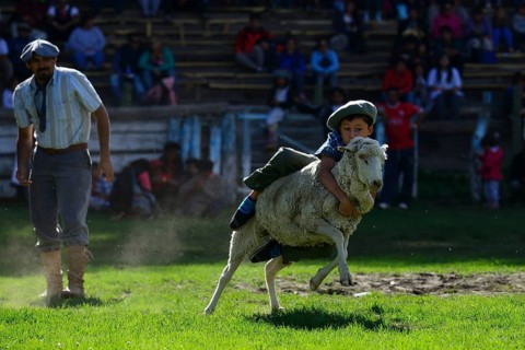 Child Rides on Sheep