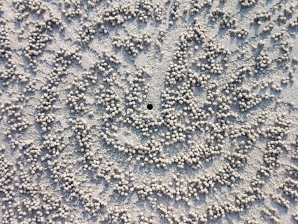 Crab hole in the sand