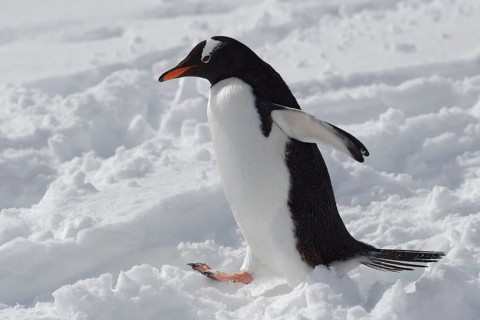 Gentoo penguin