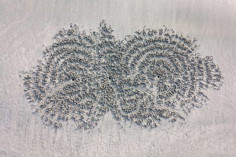 Crab hole in the sand