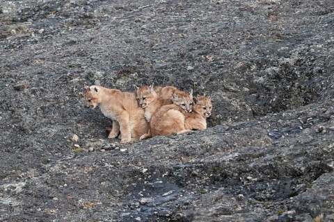 Cougars