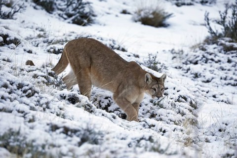 Cougar