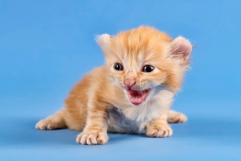 Breedcat American Curl (Felis silvestris catus)