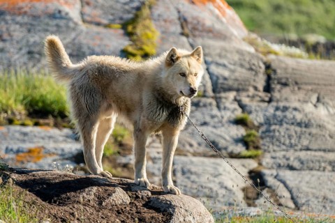 Greenland dog
