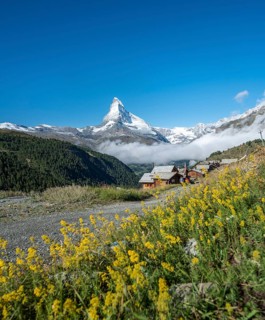 Yellow flowers in bloom in front of snow-covered Matterhorn