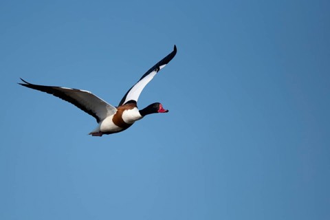 Brandgans (Tadorna tadorna)