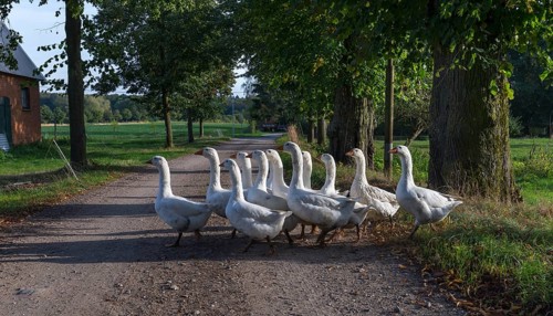 Geese (Anserinae) run on a field path