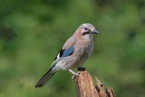 Eurasian jay (Garrulus glandarius) sits on wooden trunk