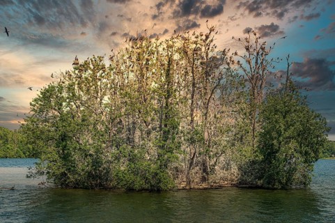 Island Werl with Great cormorant colony (Phalacrocorax carbo)
