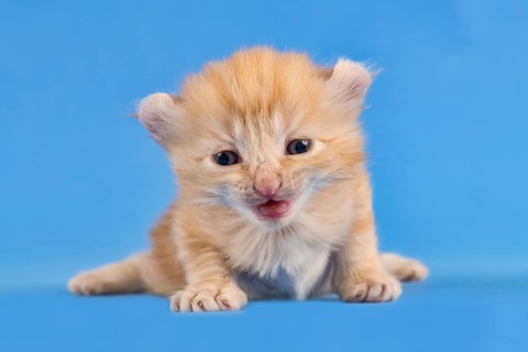 Breedcat American Curl (Felis silvestris catus)
