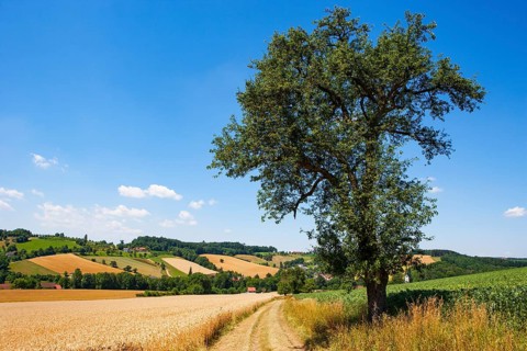 Grain fields