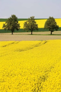 Trees between flowering rape fields