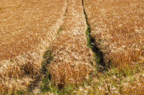 Grain field
