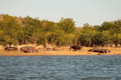 Hippos (Hippopotamus amphibius) on shore