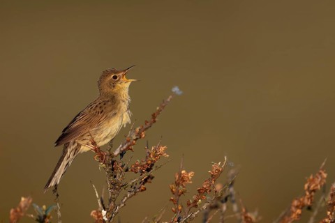 Common Grasshopper Warbler (Locustella naevia)