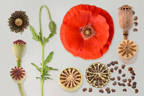 Corn poppies (Papaver rhoeas)