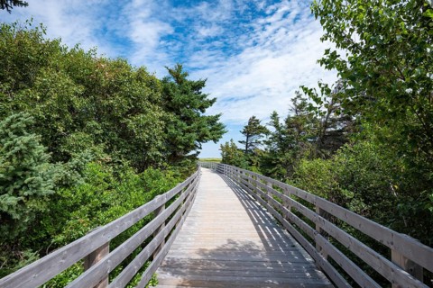 Wooden footbridge on dune trail