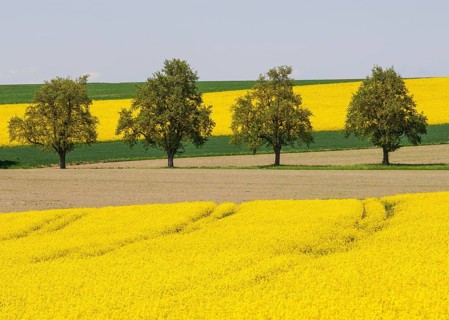 Trees between flowering rape fields