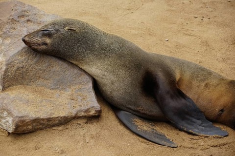 Cape fur seal (Arctocephalus pusillus) sleeps on rock
