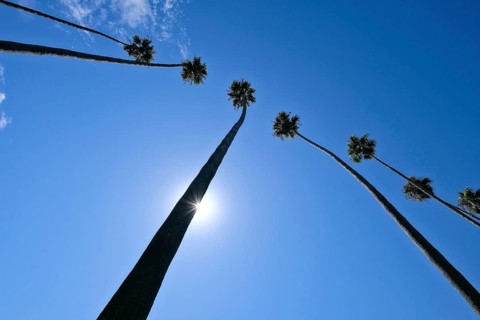 Palm trees and sun in front of a blue sky
