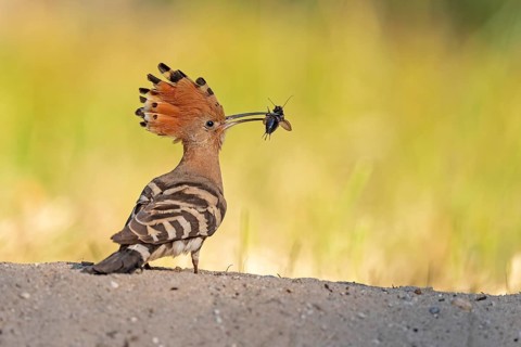 Hoopoe (Upupa epops) searching for food with field crickets as prey
