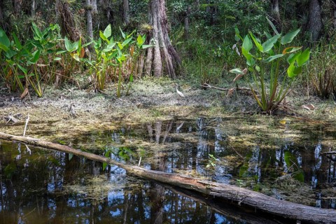 Bald Cypress trees (Taxodium distichum) in the swamp area