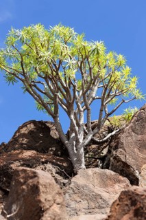 Dragon tree (Dracaena draco) between rocks