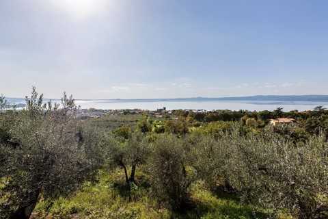 Olive grove