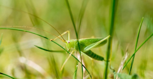 Southern oak bush cricket (Meconema meridionale) between blades of grass