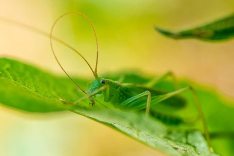 Southern oak bush cricket (Meconema meridionale) on leaf