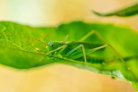 Southern oak bush cricket (Meconema meridionale) on leaf