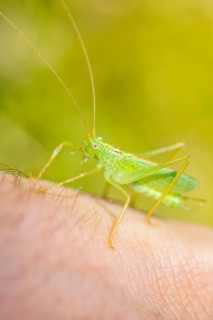 Southern oak bush cricket (Meconema meridionale) on a hand
