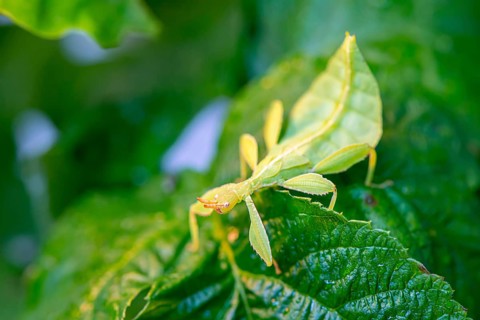 Leaf insect (Phyllium Bioculatum) on a leaf