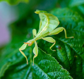 Leaf insect (Phyllium Bioculatum) on a leaf