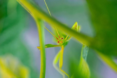 Leaf insect (Phyllium Bioculatum) between leaves