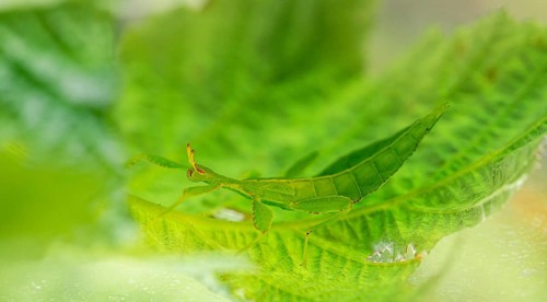 Leaf insect (Phyllium Bioculatum) on a leaf