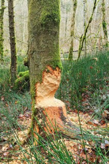 Beaver damage on a tree