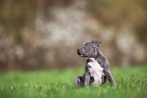 Staffordshire Terrier Puppy sitting in meadow