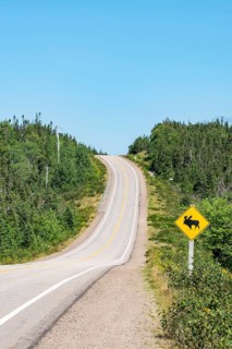 Road sign warns of crossing moose
