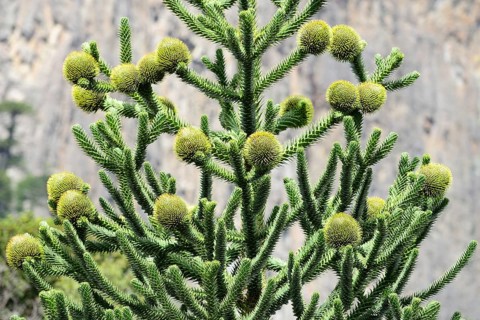 Female flowers of a Araucarian (Araucariaceae)
