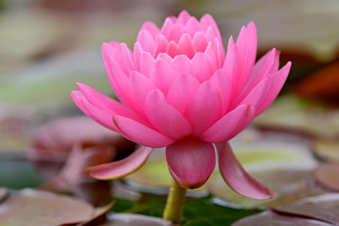 Water lily (Nymphaea)