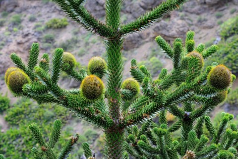 Flowers of a female Araucarian (Araucariaceae)