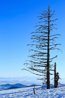 Dead tree in snow
