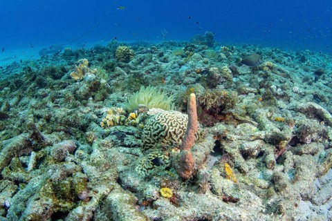 Purple Stove-pipe Sponge (Aplysina archeri) in the coral reef off Playa Grandi
