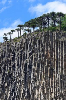 Araucarians (Araucariaceae) on basalt rock face