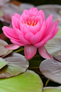 Water lily (Nymphaea)